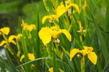 Volga Nehri Rusya üzerinde büyüyen bir botanik nesne olarak sarı iris