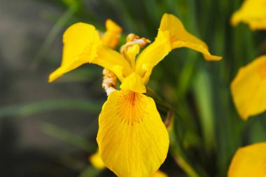 Nehir kıyısında büyüyen sarı irises close-up makro çekim