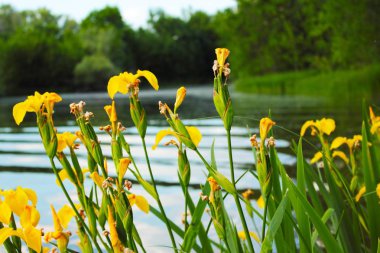 Parlak bir güneş hızlı bir nehrin kıyısında yetişir gibi sarı iris