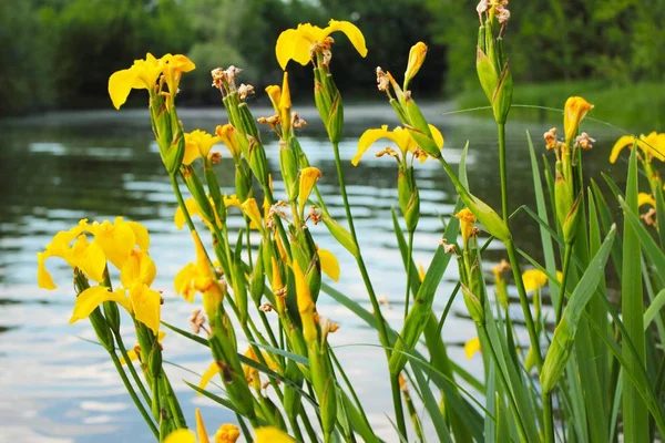 Yellow iris closeup grows on the banks of the Volga River