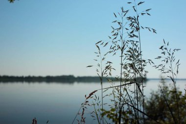 yaz aylarında gün batımında nehrin arka planda başak çim