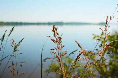 sivri ve sakin bir Volga nehir yaz güneşli bir günün arka planda kuru yumuşak çim kaynaklanıyor