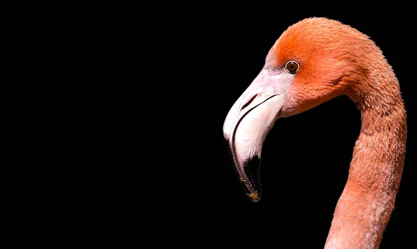 Flamingo Černém Pozadí — Stock fotografie