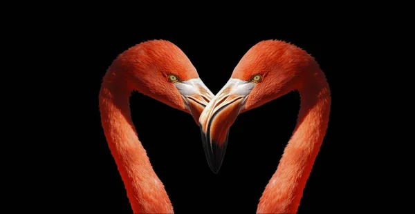 Siyah arkaplanda flamingo