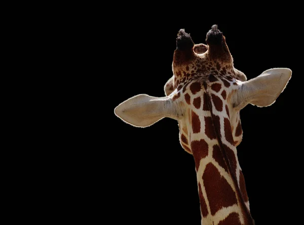 Žirafa Černém Pozadí — Stock fotografie