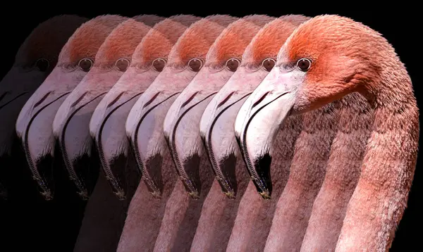 Flamingo Černém Pozadí — Stock fotografie