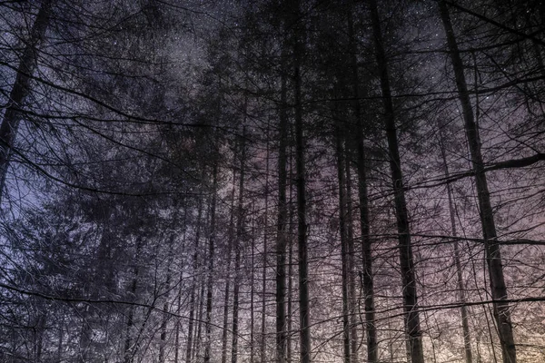 Árvore Espaço Profundo — Fotografia de Stock