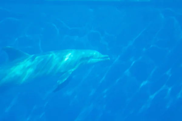 Дельфин Глубине — стоковое фото