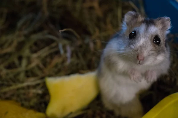 Hamster Tittar Mig Huset — Stockfoto