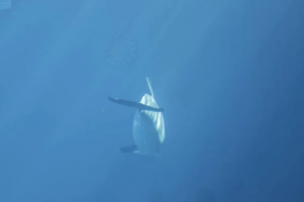Дельфин Глубине — стоковое фото