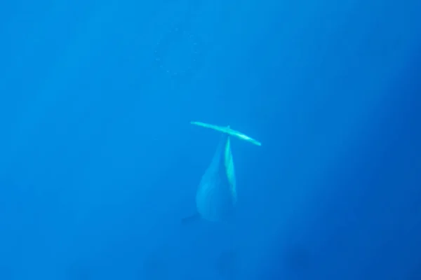 Delfino Nel Profondo — Foto Stock