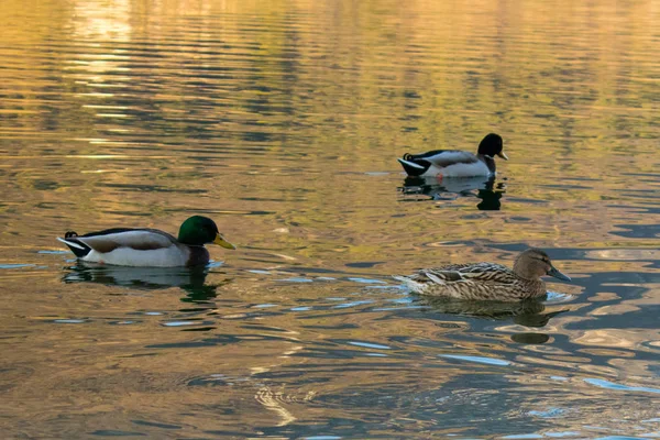 Conception Des Matériaux Canard Sur Eau — Photo