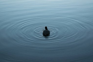 ördek malzeme tasarım su