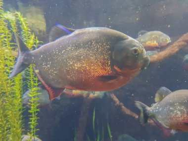 Derinlerdeki piranha