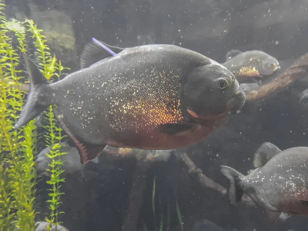 Derinlerdeki piranha