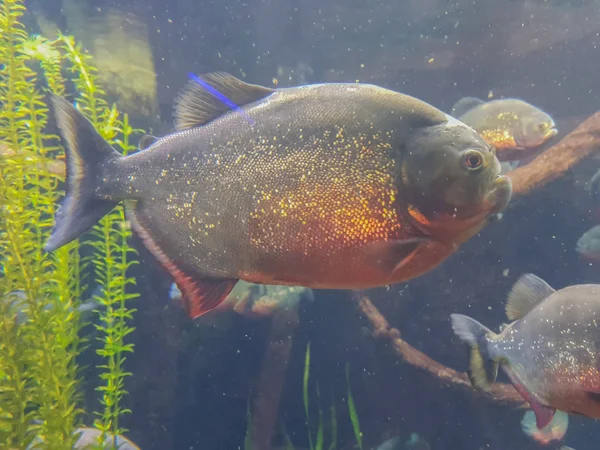 Piranha Nel Profondo — Foto Stock