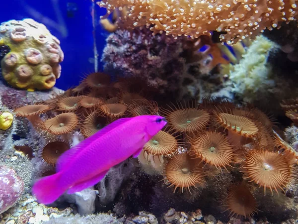 fish in  my aquarium