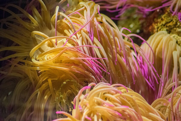 Fish Aquarium — Stock Photo, Image