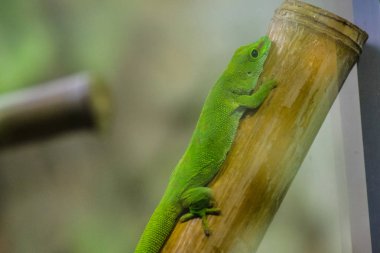 Hayvanat bahçesindeki kertenkele