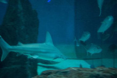 benim akvaryum köpekbalığı