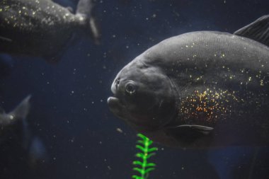 Piranha benim akvaryum