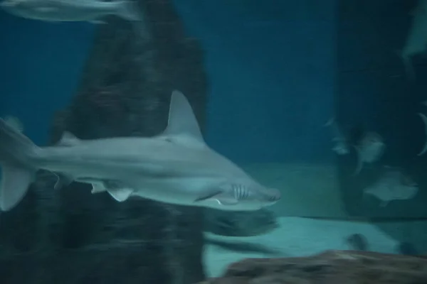 Tiburón Acuario —  Fotos de Stock