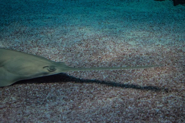 Sawfish Aquarium — Stock Photo, Image