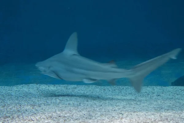 Tiburón Acuario —  Fotos de Stock