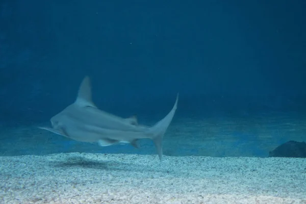 Haai Mijn Aquarium — Stockfoto