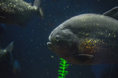 Piranha benim akvaryum