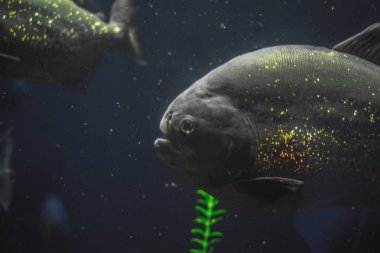 Piranha benim akvaryum