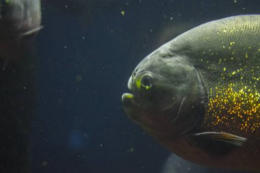 Piranha benim akvaryum