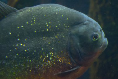 Piranha benim akvaryum