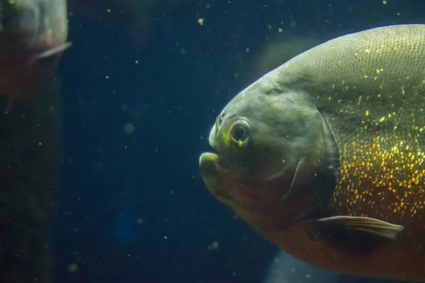 Piraña Acuario — Foto de Stock