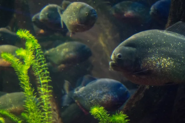 Piraña Acuario — Foto de Stock