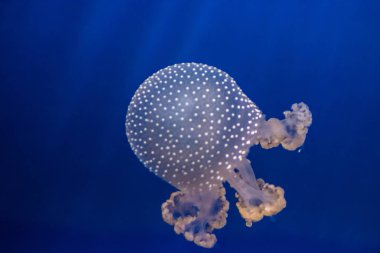 denizanası benim akvaryum