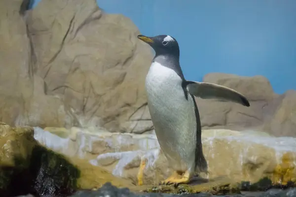 Pinguin Auf Dem Felsen — Stockfoto