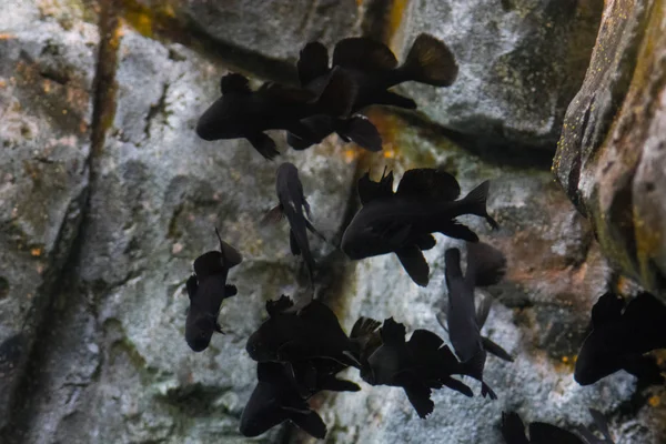 Zwarte Heidevis Het Water — Stockfoto