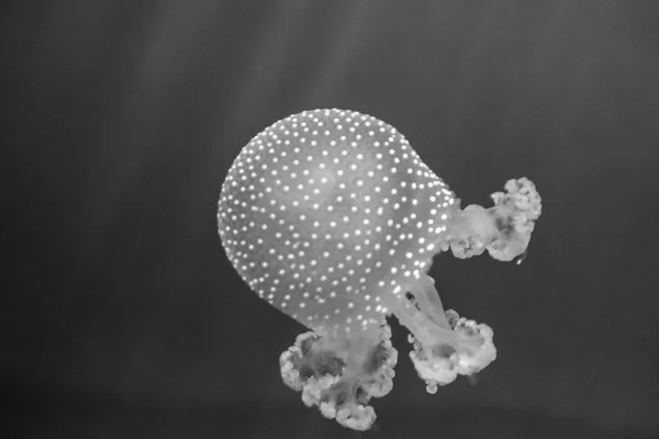 Denizanası Benim Akvaryum — Stok fotoğraf