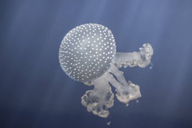 denizanası benim akvaryum