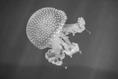 denizanası benim akvaryum