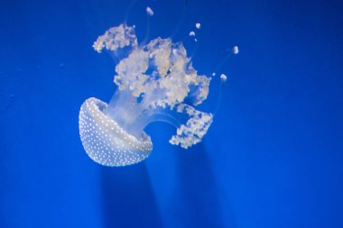 denizanası benim akvaryum