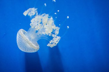 denizanası benim akvaryum