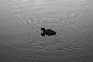 ördek malzeme tasarım