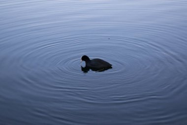 ördek malzeme tasarım