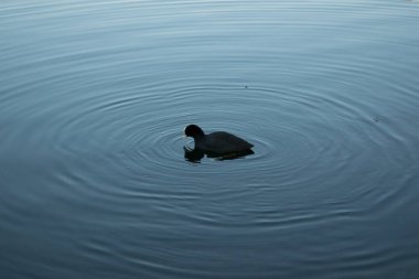 ördek malzeme tasarım