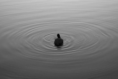 ördek malzeme tasarım