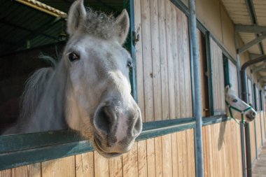 camargue atı portre