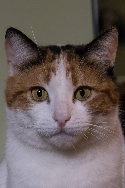 Hermoso Retrato Gato — Foto de Stock