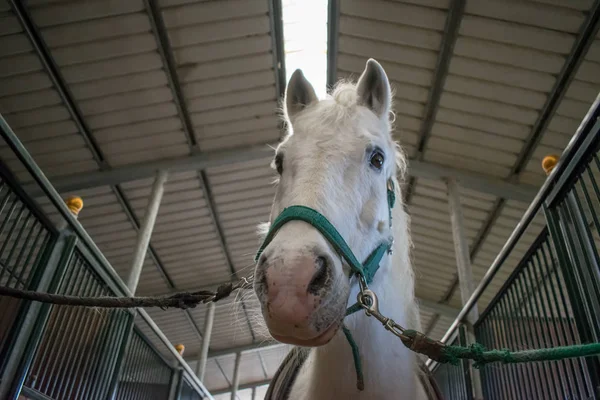camargue atı portre